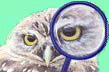 FAU Burrowing Owl Logo