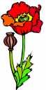 opium poppy