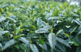 field of tea plants